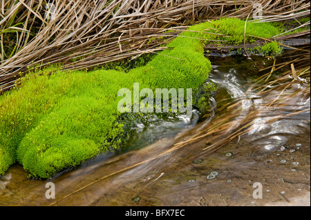 Betten von Pohlia Moos am Rand des kleinen Bach aus über Felsen, Greater Sudbury, Ontario, Kanada Stockfoto