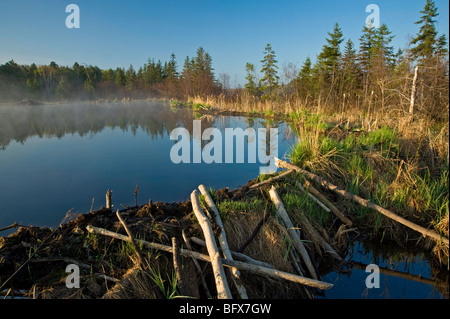 Aufstrebenden Gräsern auf Beaver dam im zeitigen Frühjahr, Greater Sudbury, Ontario, Kanada Stockfoto