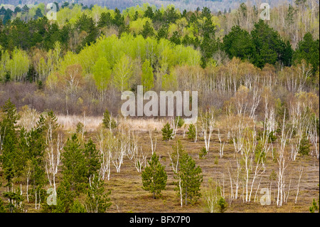 Espen und Birken im Frühlingstal von hohen Aussichtspunkt, Greater Sudbury, Ontario, Kanada Stockfoto