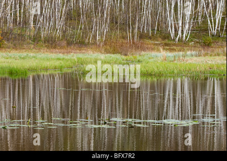 Birke Baum Reflexionen im Beaverpond mit Wasser Seerosen, Greater Sudbury, Ontario, Kanada Stockfoto