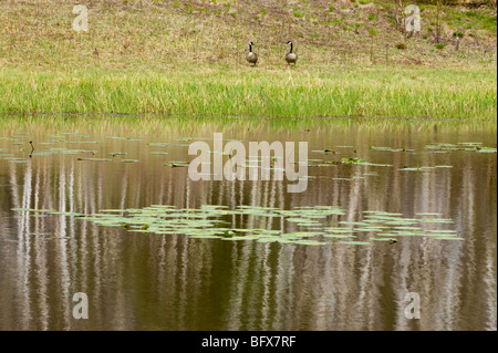 Birke Baum Reflexionen im Beaverpond mit Wasser Seerosen und Beweidung Kanadagänse am Ufer, Greater Sudbury, Ontario, Kanada Stockfoto