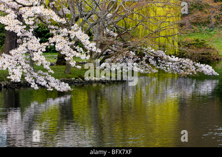 Japanischer Kirschbaum spiegelt sich in Beacon Hill Park, Teich, Victoria, BC Britisch-Kolumbien, Kanada Stockfoto