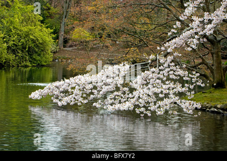 Japanischer Kirschbaum spiegelt sich in Beacon Hill Park, Teich, Victoria, BC Britisch-Kolumbien, Kanada Stockfoto