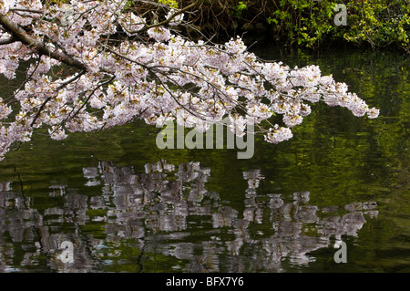 Japanischer Kirschbaum spiegelt sich in Beacon Hill Park, Teich, Victoria, BC Britisch-Kolumbien, Kanada Stockfoto