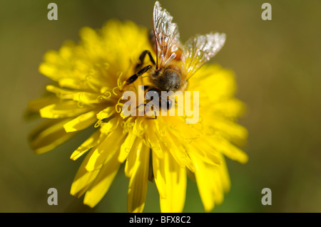 Biene auf der Blume Löwenzahn Stockfoto