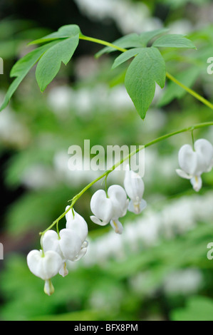 Weißes Tränendes Herz Blume (Dicentra Spectabilis Alba) Stockfoto