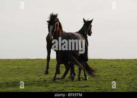 Zwei Pferde tummeln / spielerisch in einem Feld. Stockfoto