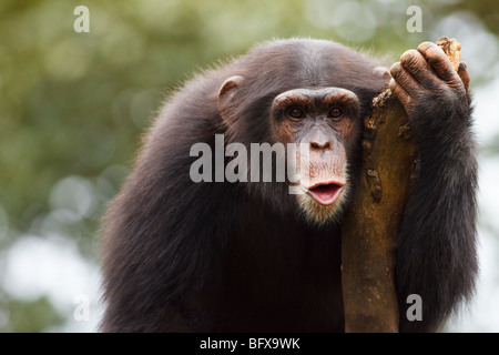 Schimpanse im Tacugama Chimpanzee Sanctuary in Sierra Leone Stockfoto