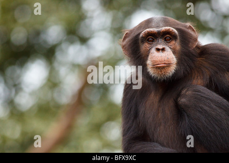 Schimpanse im Tacugama Chimpanzee Sanctuary in Sierra Leone Stockfoto