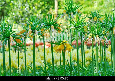 Gelbe Krone Imperial Lilien (Fritillaria Imperialis) Stockfoto