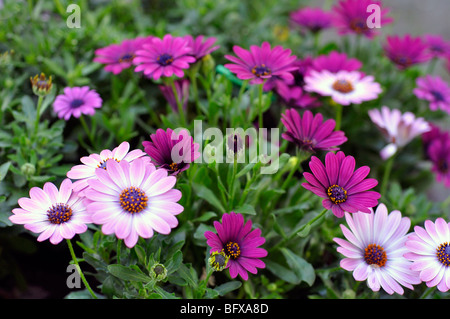 Osteospernum lila und rosa Gänseblümchen Stockfoto