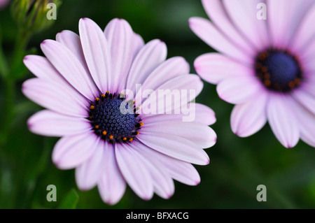 Osteospernum lila Margeriten Stockfoto