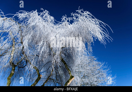 Frost bedeckt Bäume einen tiefblauen Himmel kontrastiert Stockfoto