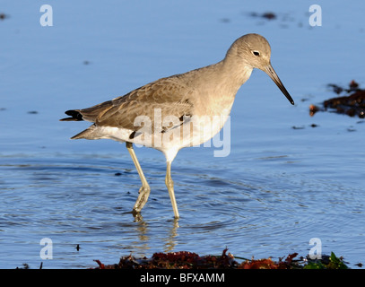 Ein Willlet-Vogel - Catoptrophorus semipalmatus, hier am Ufer stehend gesehen. Stockfoto