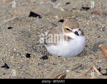 Ein Western Snowy Plover Vogel (charadrius alexandrinus nivosus), hier am Boden gesehen. Stockfoto