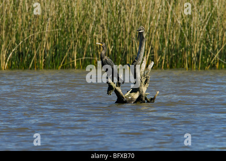 Doppel-crested Kormoran gehockt Baum Stump Phalacrocorax auritus Stockfoto