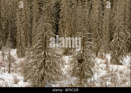 Schnee bestäubt-Bäume im Feuchtgebiet, Banff Nationalpark, Alberta, Kanada Stockfoto