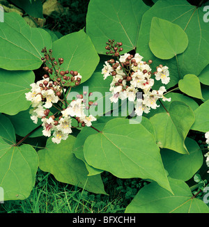 Catalpa Bignonioides "Indian Bean Tree" Stockfoto