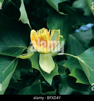 Liriodendron Tulipifera "Tulpenbaum" Blüte Stockfoto