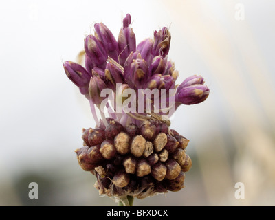 Wilde Zwiebel, Allium vineale Stockfoto