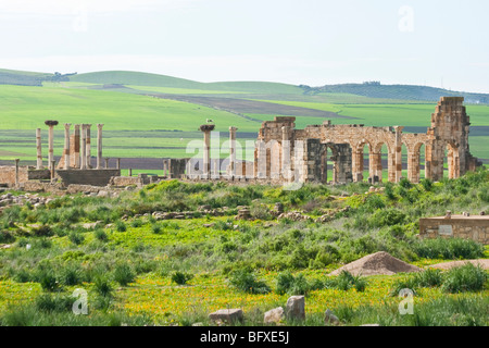 Romanische Basilika Ruinen in Volubilis in Marokko Stockfoto