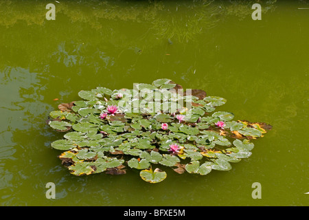 Lotusblüten in Eltham Palace gardens Stockfoto