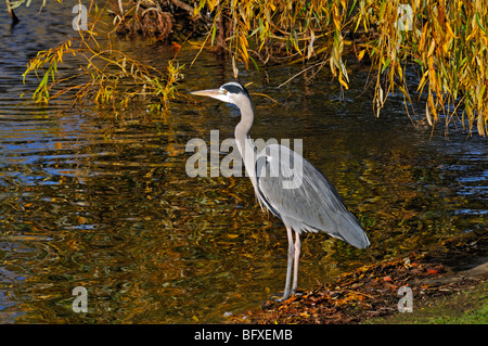 Graue Reiher (Ardea Cinerea), Regents Park, London, Vereinigtes Königreich Stockfoto