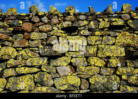 Grünen Flechten auf Trockenmauer, Englisch Lake District Stockfoto