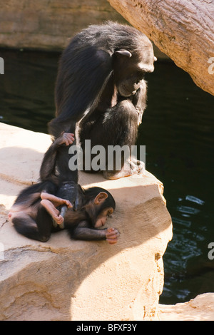 Schimpanse mit dem Baby zu spielen. Fuengirola Zoo, Costa Del Sol, Spanien. Stockfoto