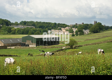 Schwarz / weiß Kühe grasen friedlich auf englische Landschaft in der Nähe von Lancaster, England. Stockfoto