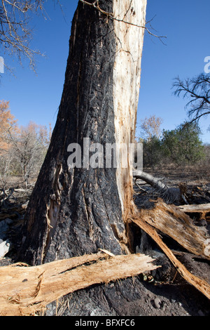 Brennen Sie Schaden auf Cottonwood Großbaum, Arizona Stockfoto