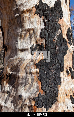 Brennen Sie Schaden auf Cottonwood Großbaum, Arizona Stockfoto