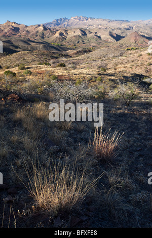 Galiuro Berge und einheimischen Gräser, die entlang der malerischen Vista Trail, Muleshoe Ranch, Arizona gesehen Stockfoto