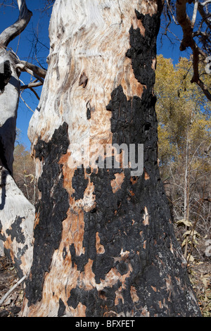 Brennen Sie Schaden auf Cottonwood Großbaum, Arizona Stockfoto