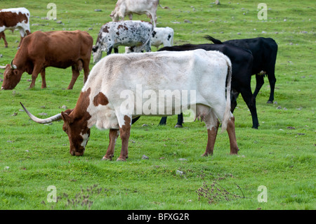 Texas Longhorn-Rinder grasen auf Feld Stockfoto