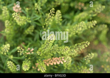 Peppergrass. Lepidium Virginicum. Stockfoto