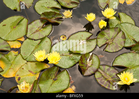 Seerosen in einem Teich bei The Heritage Garden, Chicago Botanic Garden, Chicago, Illinois, Vereinigte Staaten von Amerika Stockfoto