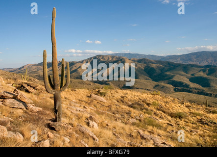 Ein einsamer Saguaro-Kaktus in Arizona USA Carnegiea gigantea Stockfoto