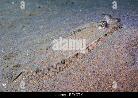 Männliche "Panther Flunder" Fisch, Bothus Pantherrinus auf Sand, im "Roten Meer" Stockfoto