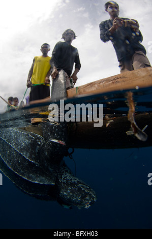 Erfasst Leatherback Turtle, Dermochelys Coriacea, Kei Kecil (Kai Inselchen), Teil von den Molukken, Indonesien. Stockfoto