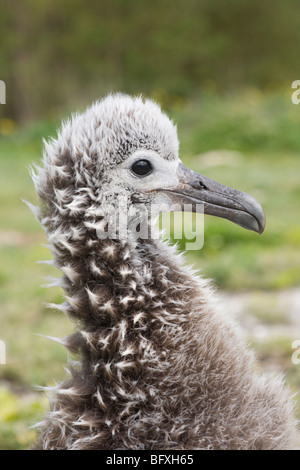 Schwarz-füßige Albatross Küken (Phoebastria Nigripes) auf Midway Atoll Stockfoto