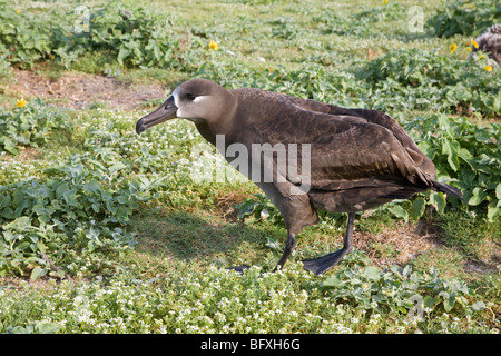 Schwarz – Schwarzfuß Albatros (Phoebastria Nigripes) Stockfoto
