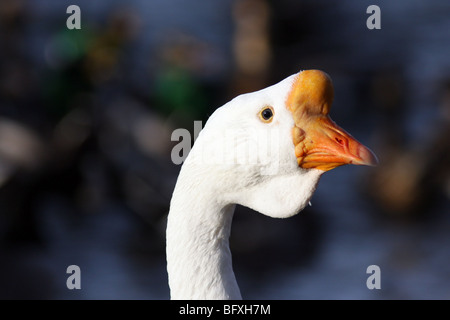 Weiße Gans, Anser Anser Domesticus oder Anser Cygnoides, Kopf und Hals isoliert. Stockfoto