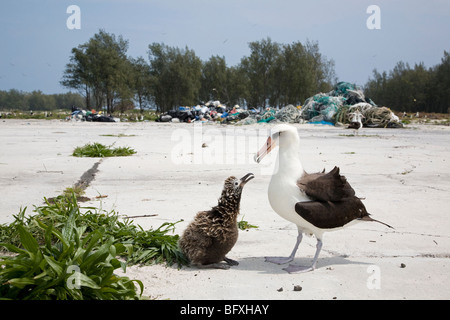 Laysan Albatross-Tussi, die die Eltern anfleht, mit einem Haufen Meeresmüll gefüttert zu werden, der von Freiwilligen am Ufer gesammelt wurde Stockfoto