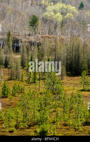 Neue Frühjahr Laub auf Espen am Hang mit Blick auf Leder Blatt Mooren, Greater Sudbury, Ontario, Kanada Stockfoto