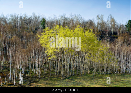 Aspen-Klon mit aufstrebenden Laub am Hang von Papier Birken, Greater Sudbury, Ontario, Kanada Stockfoto