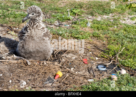 Die junge Laysan Albatross in einem Nest, umgeben von Plastikschrott auf dem Midway-Atoll Stockfoto