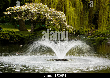 Japanischer Kirschbaum und Brunnen in Beacon Hill Park, Teich, Victoria, BC Britisch-Kolumbien, Kanada Stockfoto