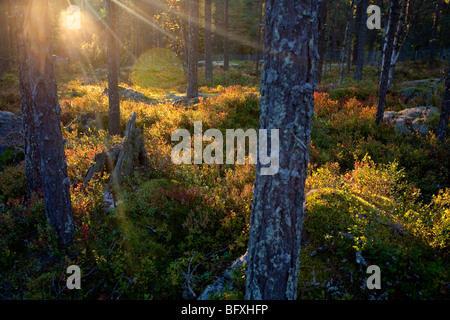 Heidelbeerwachstum in trockener Felskiefer ( pinus sylvestris ) Taiga-Wald in Finnland Stockfoto