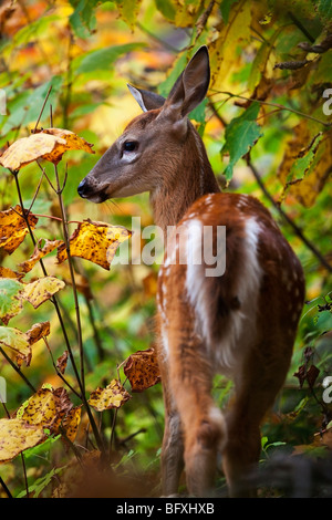 Ein White-Tailed Fawn (Odocoileus Virginianus) auch bekannt als die Virginia-Hirsche oder Weißwedelhirsch in Quebec, Kanada Stockfoto